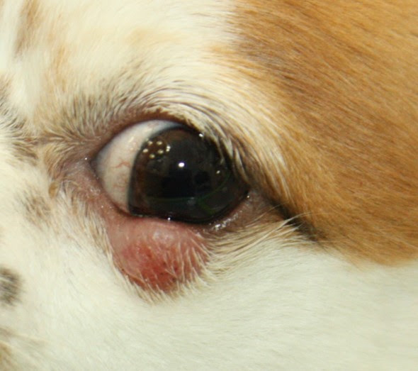印刷 犬 胸 しこり 柔らかい 犬 胸 しこり 柔らかい