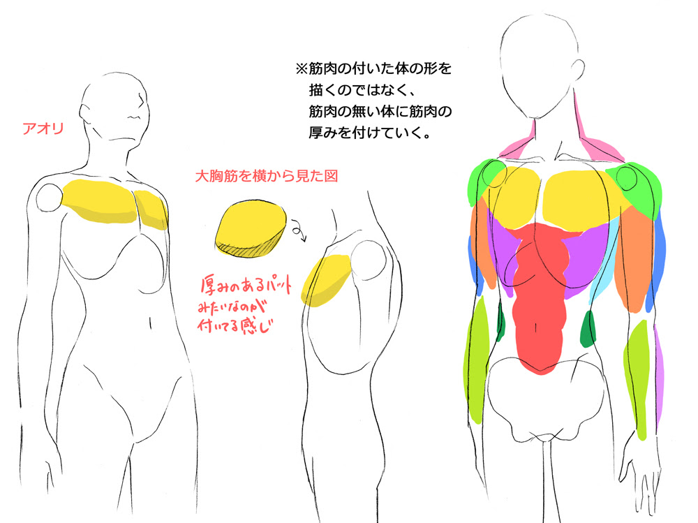 無料イラスト画像 エレガントマッチョ 腕 筋肉 イラスト