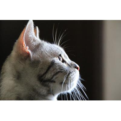 新しいコレクション 猫 横顔 イラスト 右向き たつく