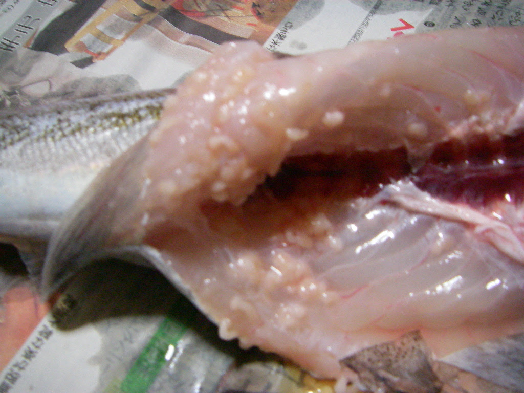 イワナ 寄生虫 イワナ 口 寄生虫 Nyosspixwksj