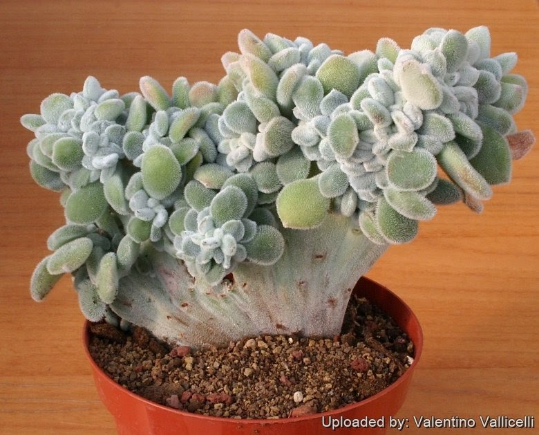 This variety forms a large stem. Echeveria Setosa F Cristata
