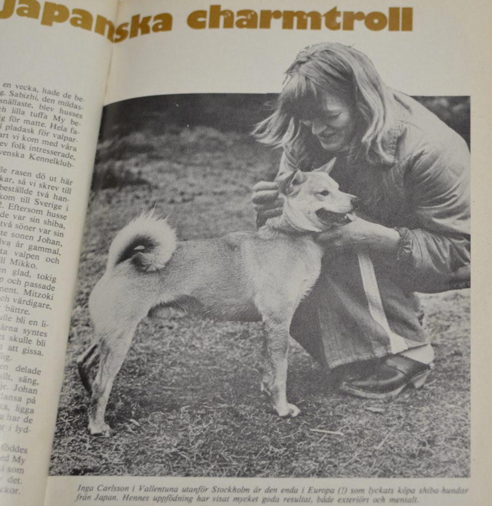 Lilla japan (little japan) is a genuine japanese shop in uppsala, sweden. The First Shibas In Europe Shibaloginen Blogi
