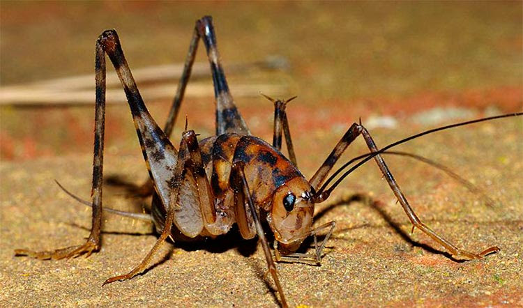 But, that is all they are capable of doing. How To Get Rid Of Crickets Inside Your House Forever 9 Effective Ways