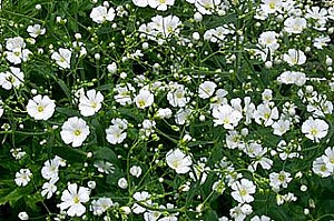 ベスト50 4 月 2 日 誕生 花 すべての美しい花の画像