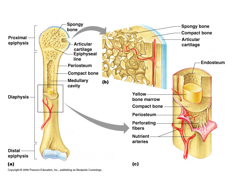 Anatomy students in traditional classes may do practice labeling the bone on paper or even doing a coloring activity to help them learn the. Imagequiz Long Bone