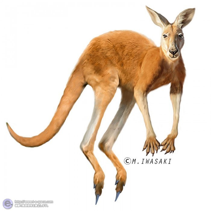 最も人気のある カンガルー の イラスト イラスト画像
