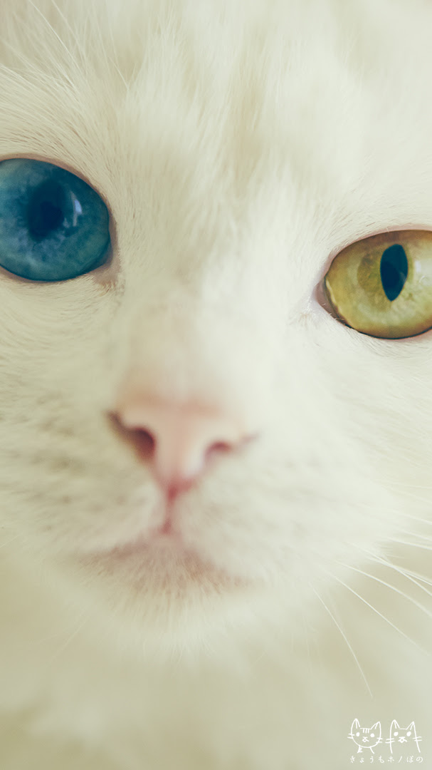 無料ダウンロードかっこいい Iphone 壁紙 猫 最高の花の画像