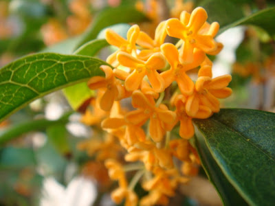 銀木犀 花言葉 怖い 345423-銀木犀 花言葉 怖い