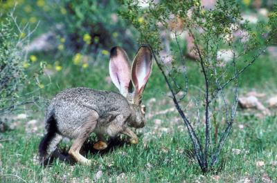 The following repellent sprays deter rabbits and won't attract other garden pests. Homemade Rabbit Repellent Using Ammonia