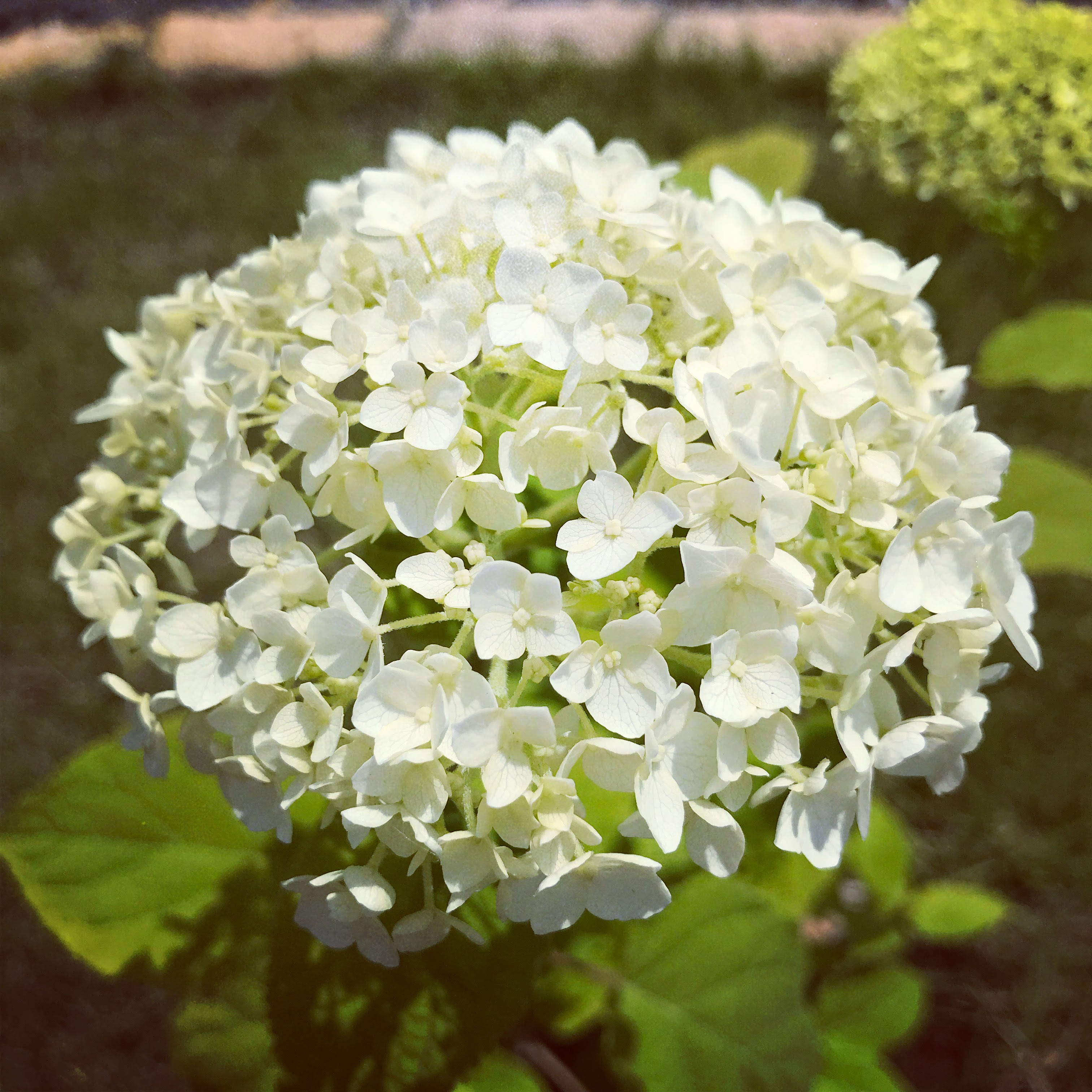 美しい花の画像 最高アナベル 花 言葉
