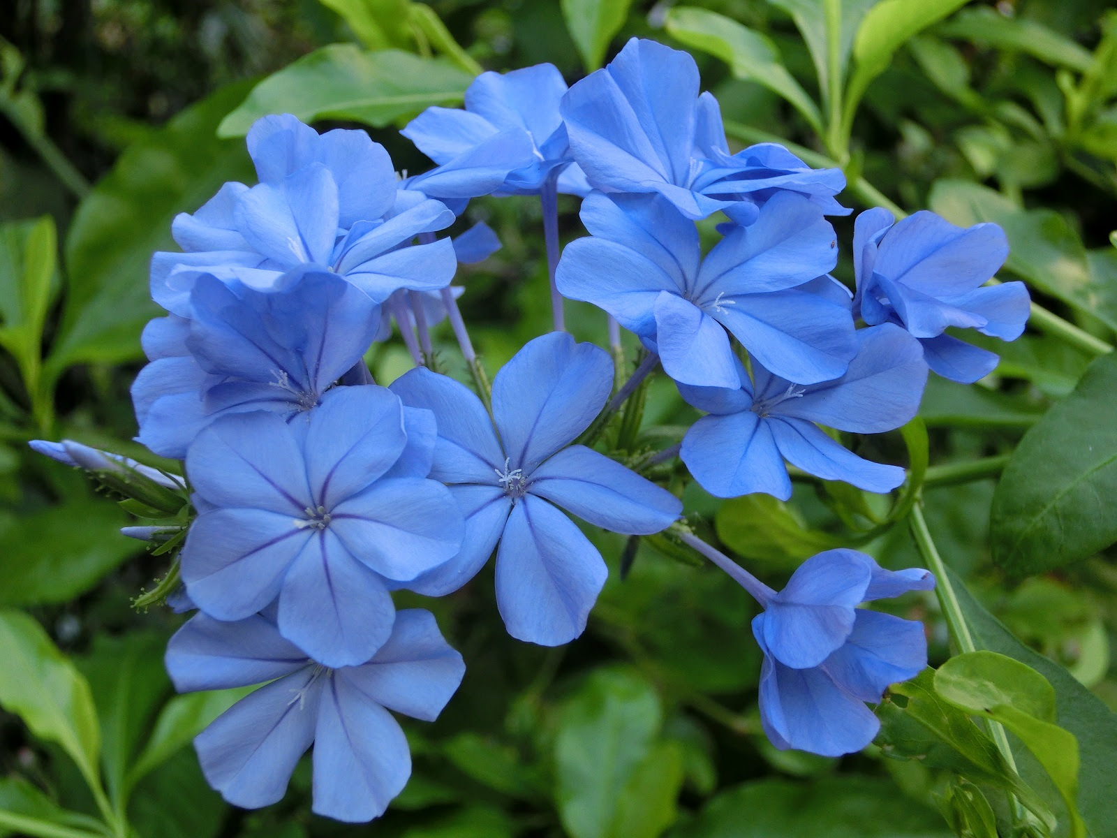 すべての美しい花の画像 75 瑠璃 花 言葉