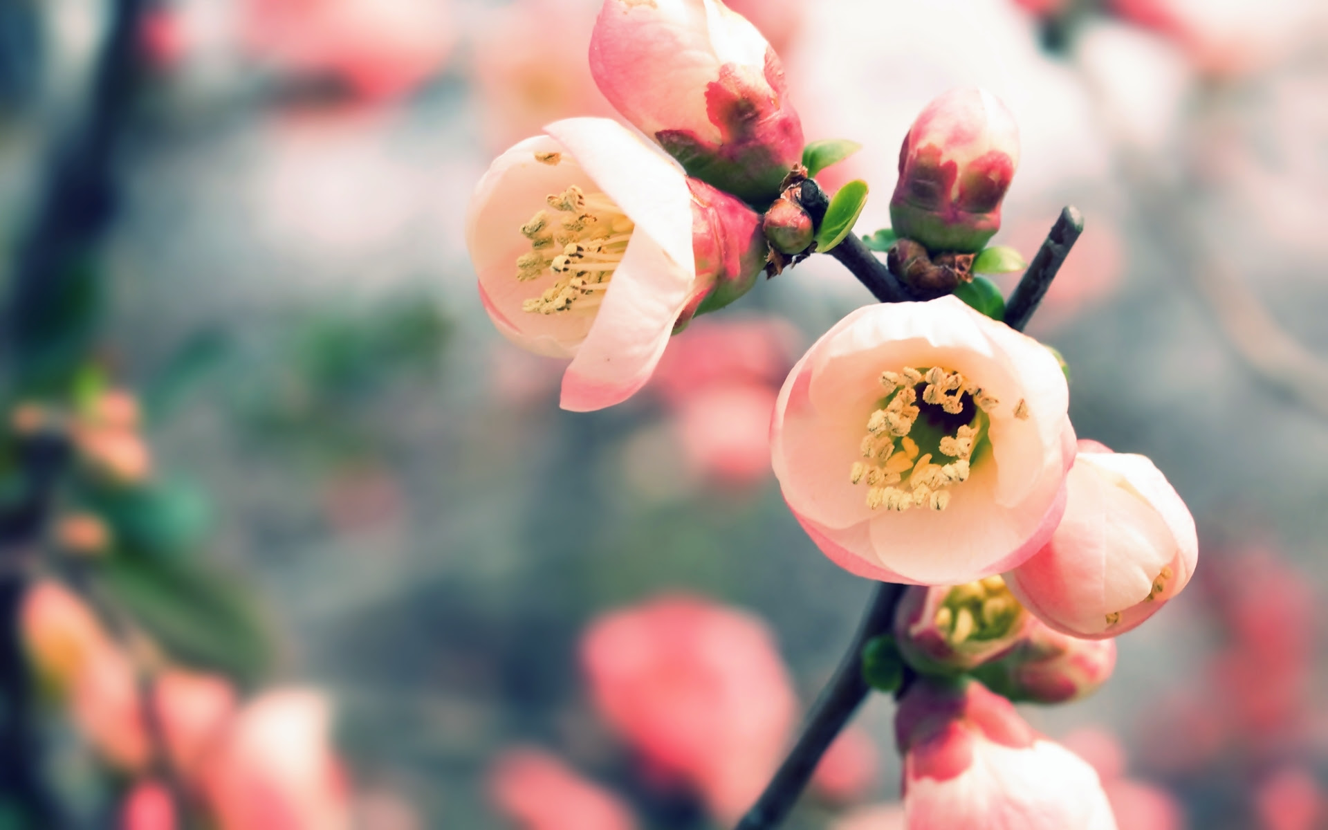 これまでで最高の壁紙 Pc 春 すべての美しい花の画像