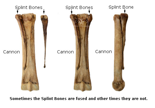In fact, horses are anatomically rather strange: The Distal Limb Bones Of The Equine