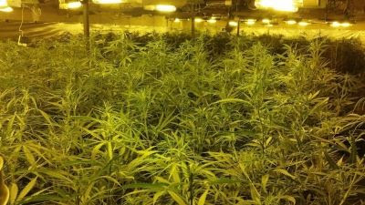  Policía acude a un piso por un caso de violencia de género y descubren casi 300 plantas de marihuana dentro