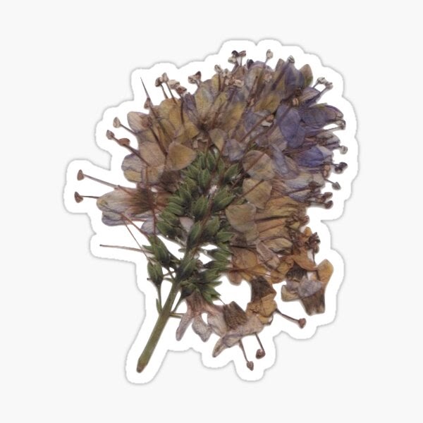 Brown Dried Flowers Aesthetic High Quality Dried Flowers Inspired Ipad Cases Skins By Independent Artists And Designers From Around The World Nomu Wallpaper