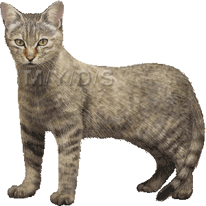 山猫 イラスト 山猫 イラストレーター