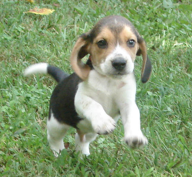 Our beagles are indoor/outdoor dogs. Shiloh Little Beagles Home