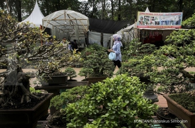 Pohon Buah Yang Akarnya Tidak Merusak Bangunan Seputar Buah