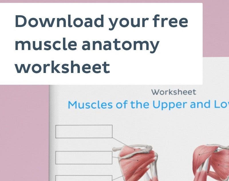 Diagram Of Body Muscles And Names - Anatomical Female ...