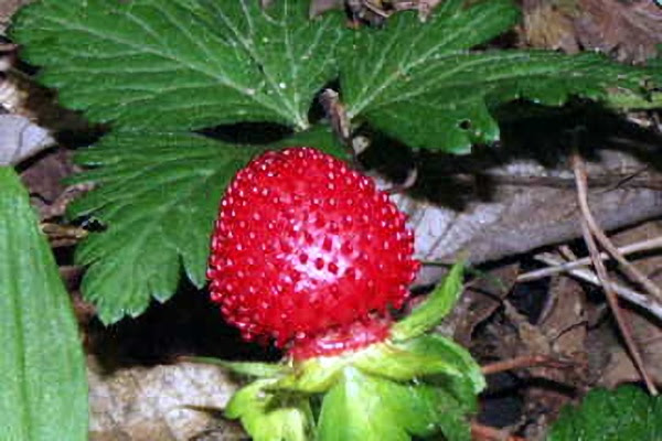 へび いちご 花 言葉 写真最高の壁紙