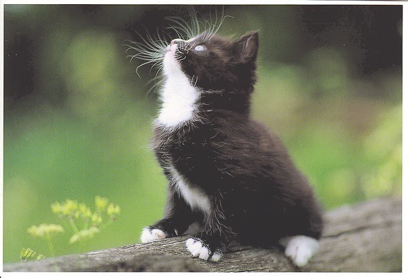 Meilleure Collection Chat Angora Noir Bebe