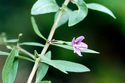A small red chinese berry once obscure in other parts of the world has the botanical name of goji is lycium barbarum, and the bush from which this berry derives is. Goji Berries Rhs Gardening
