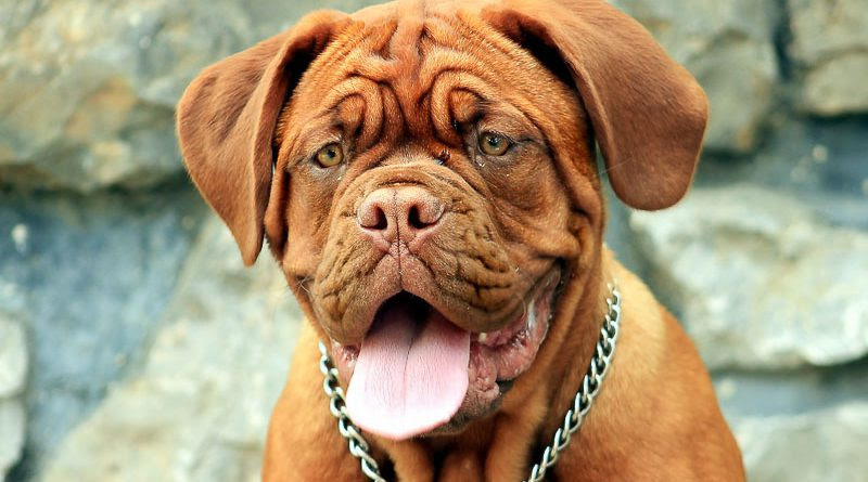 Bullmastiff, dogo argentino, bordeaux dogge, fila brasilero, spanish mastiff, neapolitan mastiff, mastiff and tosa inu. Bordeaux Dogge Hunderassenprofil Mit Bildern Hunde123 De