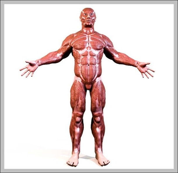 There are around 650 skeletal muscles within the typical human body. Muscle Diagram Anatomy System Human Body Anatomy Diagram And Chart Images