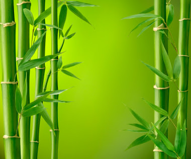 We specialize in clumping bamboo and can ship large orders anywhere in australia. Lone Oak Farm