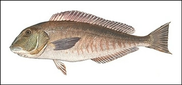 Blueline tilefish illustration