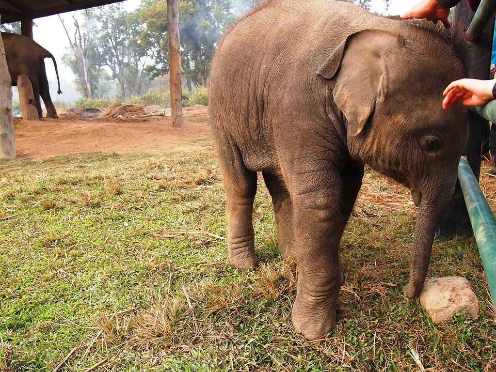 chitwan national park + elephant breeding center