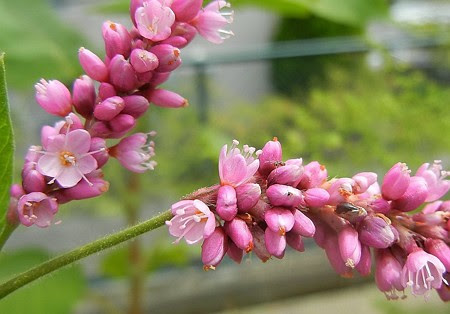 すべての美しい花の画像 最高あい 花