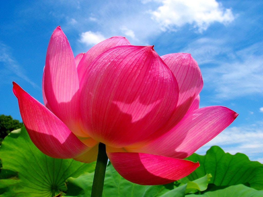 ベスト50 壁紙 蓮 の 花 最高の花の画像