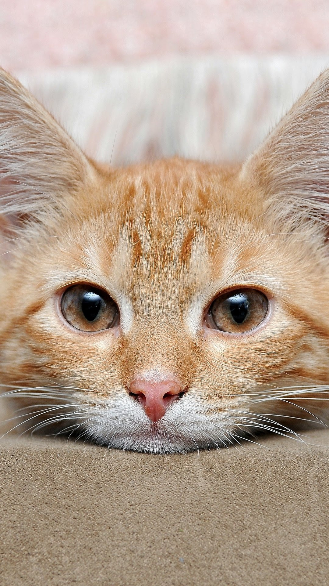 綺麗なスマホ 壁紙 猫 最高の花の画像