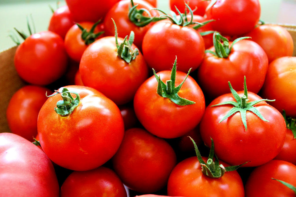 Les deux chaînes diffusent cette rencontre, qui débutera à 21h et qui lancera officiellement cet euro. Tomate La Turquie Produit Plus Que L Espagne L Italie Et Les Pays Bas Regroupes Hortitecnews