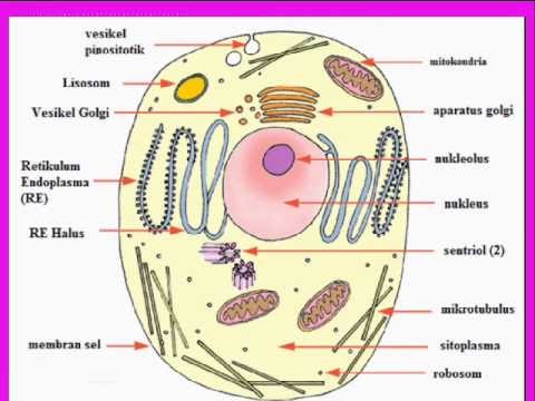 Gambar Sel  Hewan  Dan  Bagian Bagiannya  Berbagai Bagian 