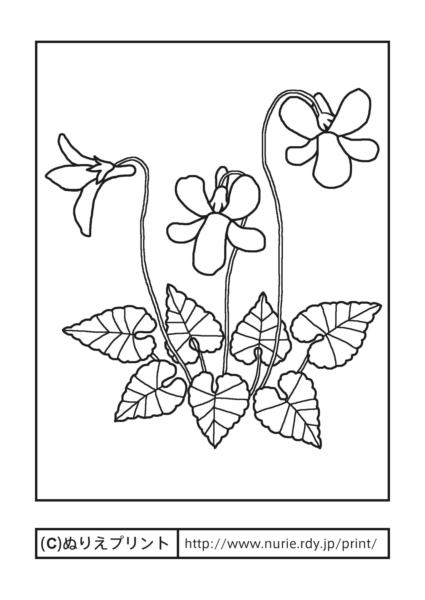50 素晴らしい塗り絵 花 春 最高の花の画像