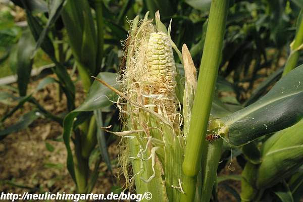 Obst beabsichtigt für die herstellung von popcorn, zuletzt aus den betten entferntwenn die körner auf ihrem höhepunkt sind. Woran Wir Erkennen Wann Mais Erntereif Ist Selbstversorgung Aus Dem Eignen Garten