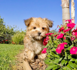 Maybe you would like to learn more about one of these? Morkie Puppies For Sale In California Morkie Pups In San Diego Southern California Morkies York Tese For Sale