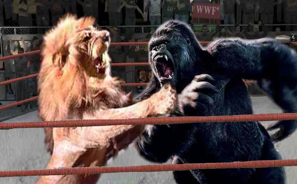 Check spelling or type a new query. Lion Vs Gorilla Page 6 Animal Untamed