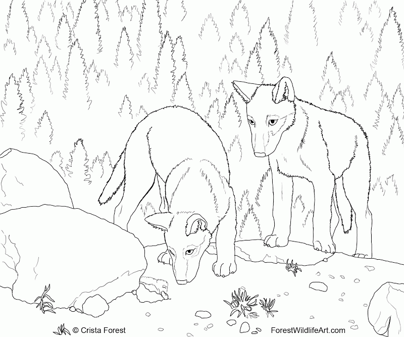 Best hawkeye coloring pages from captain america civil war. Wolf Habitat Drawing Easy Clip Art Library