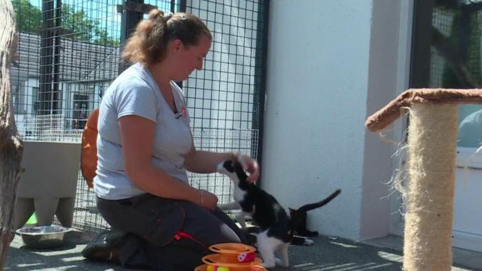 Animaux abandonnés : les refuges de la SPA surchargés