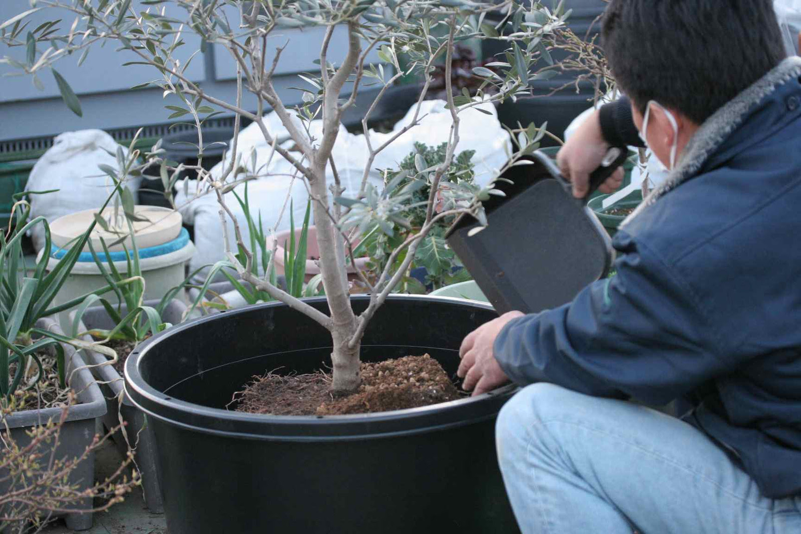 すべての美しい花の画像 新鮮なオリーブ 鉢植え 植え替え