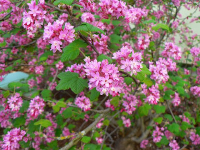 ピンク 小さい花 299843-ピンク 小さい花 冬