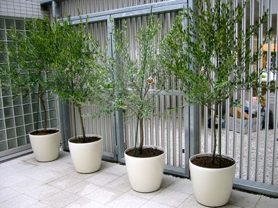 すべての美しい花の画像 最新のhdマンション ベランダ 目隠し 植物