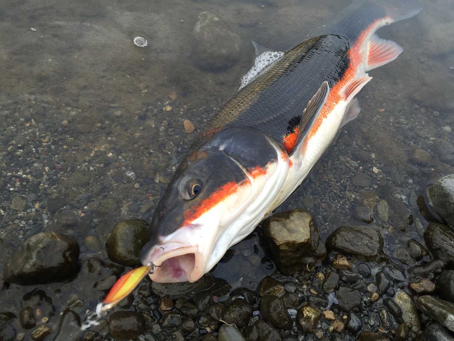 最新のhd春 シーバス パターン 魚のすべて
