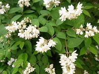 最高卯の花 花 言葉 美しい花の画像