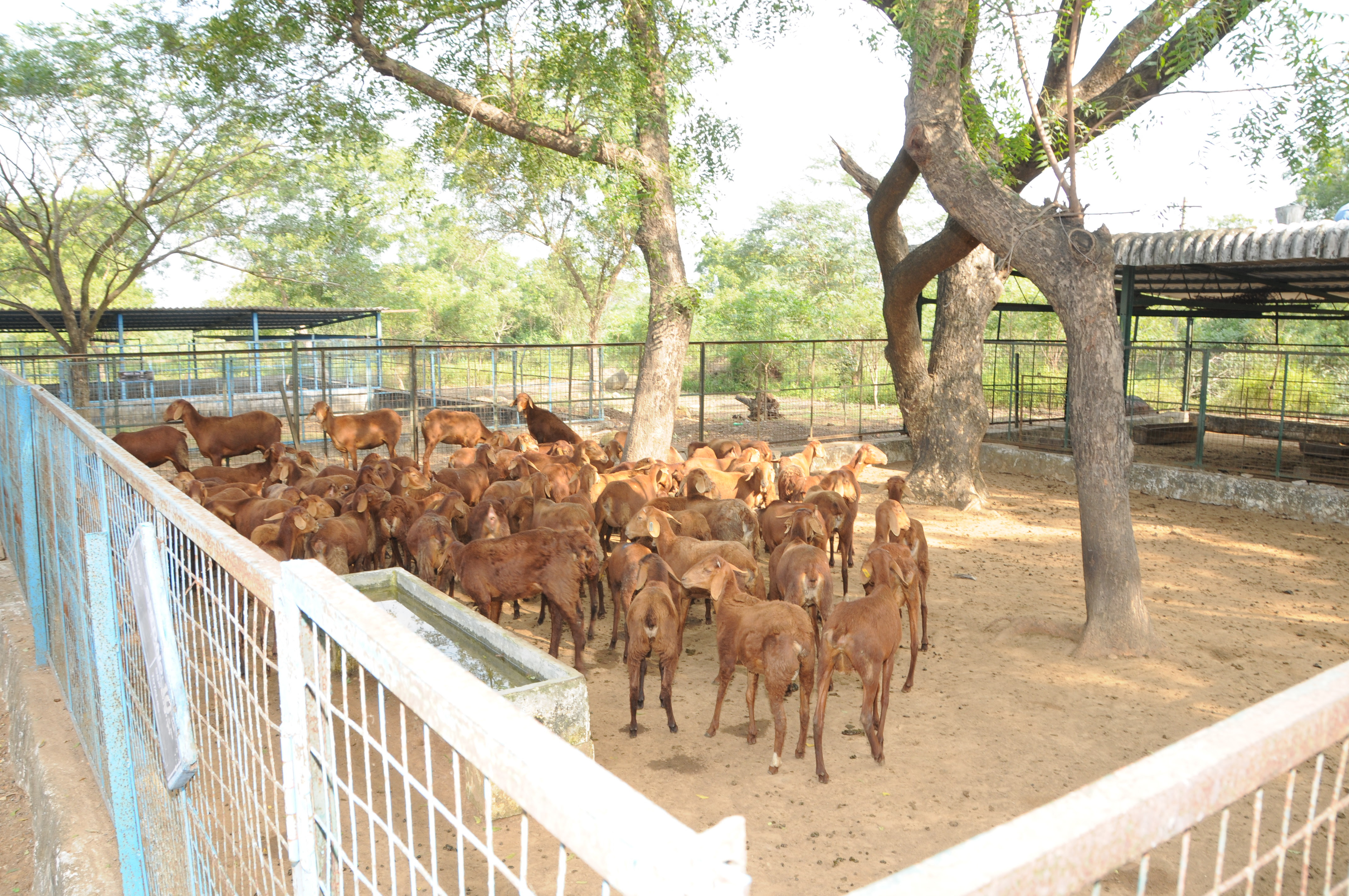 low cost goat farm layout design see more...