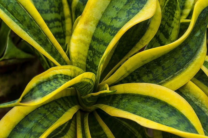 plantas para casa que soltam oxigênio