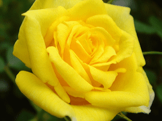 最高薔薇 オレンジ 花言葉 すべての美しい花の画像